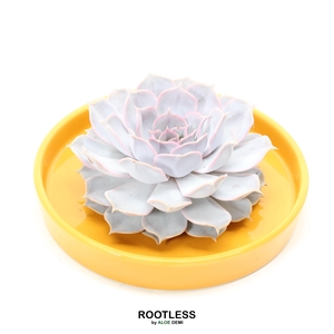 ROOTLESS Echeveria, Yellow bowl