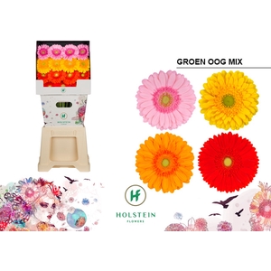 Gerbera Mix groen hart Diamond