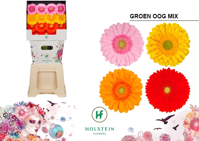 <h4>Gerbera Mix groen hart Diamond</h4>