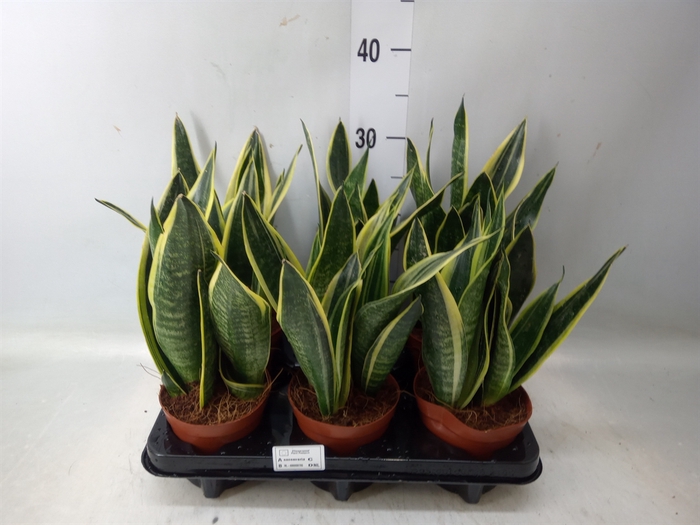 <h4>Sansevieria  'Star Canary'</h4>