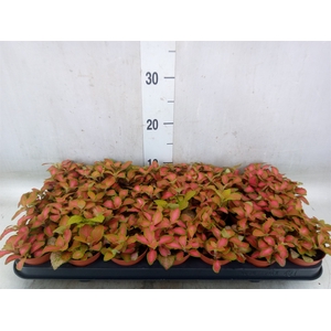 Fittonia   ...