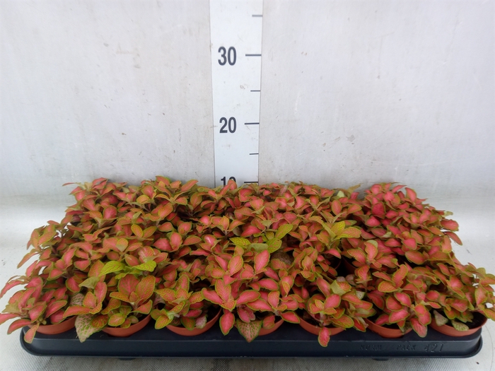 <h4>Fittonia   ...</h4>