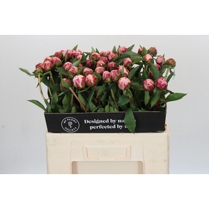 Paeonia Sarah Bernhardt