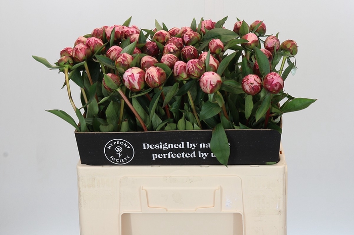 Paeonia Sarah Bernhardt