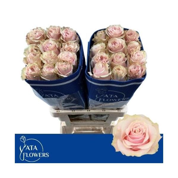 <h4>R gr Pink Mondial</h4>