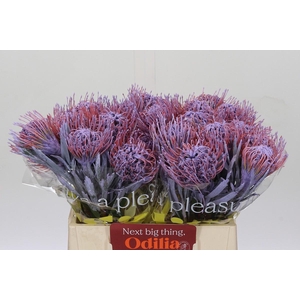 Nutans Painted Milka