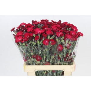Dianthus Sp Solandis Passionfly