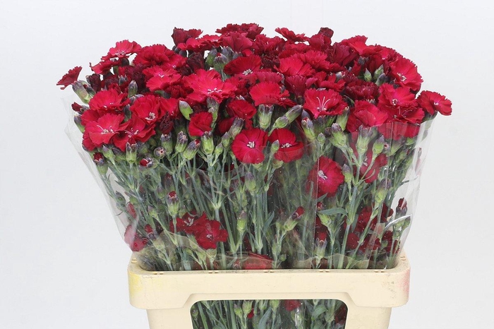 <h4>Dianthus Sp Solandis Passionfly</h4>