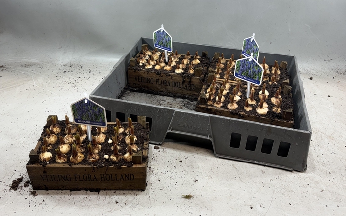 <h4>ARR MUSCARI</h4>