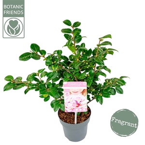 Camellia ja.'Winter Perfume Pink'® Premium