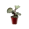 CALATHEA SATURNO P12
