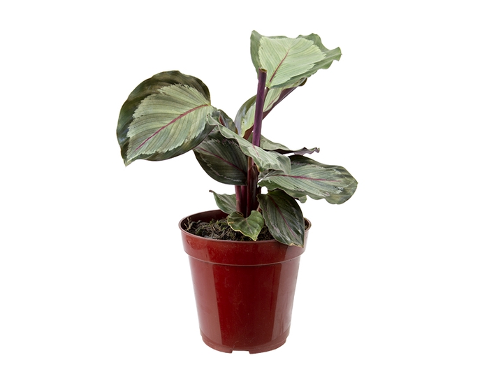 <h4>CALATHEA SATURNO P12</h4>