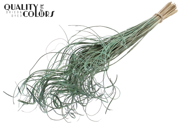Palm Curly TT 100pc per bunch Frosted Mint Green