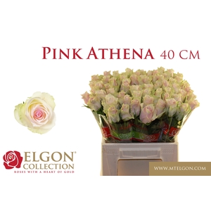 R GR PINK ATHENA