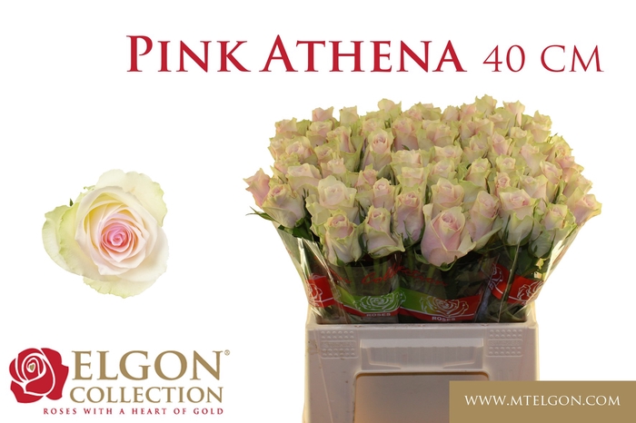 <h4>R GR PINK ATHENA</h4>