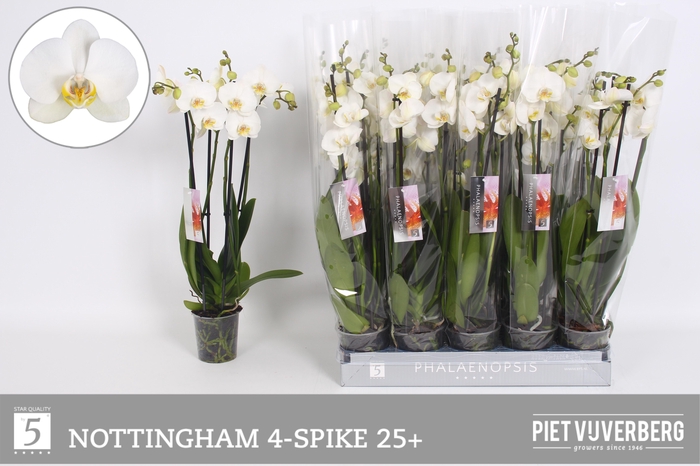 arr8 Phal An Nottingham