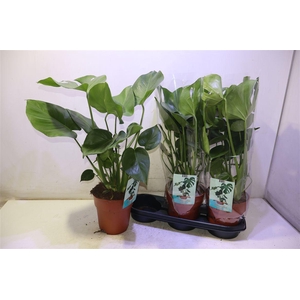 arr8 Monstera Deliciosa