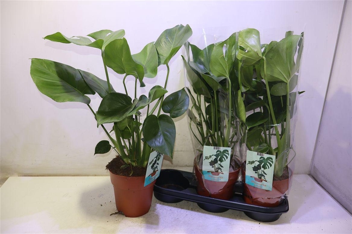 <h4>arr8 Monstera Deliciosa</h4>