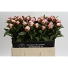 Paeonia Gardenia