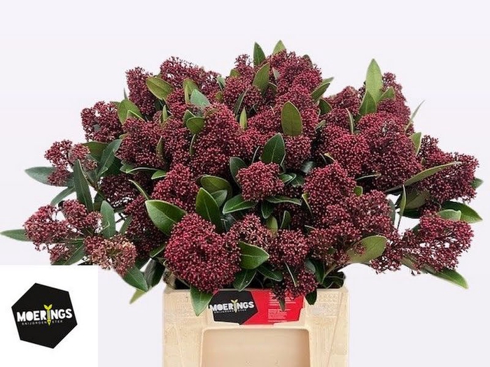 <h4>Skimmia Rubella Moerings</h4>