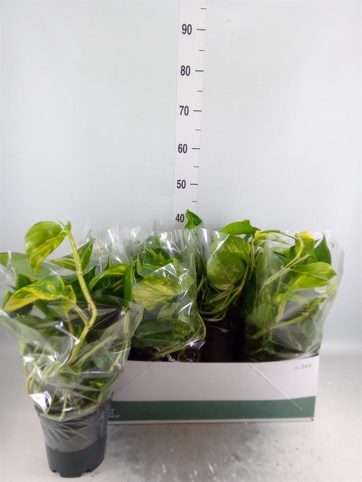 <h4>Epipremnum pinn. 'Aureum'</h4>
