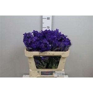 Delphinium EN 'Atlantis'