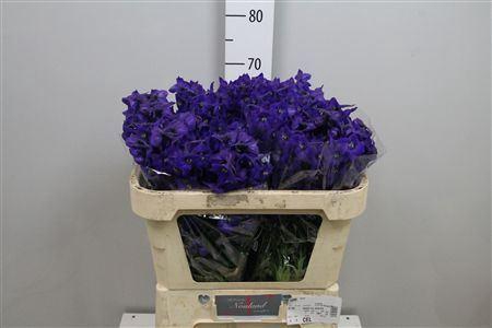 <h4>Delphinium EN 'Atlantis'</h4>