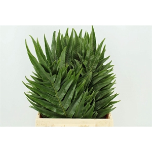 Agloamorpha Jim 50cm