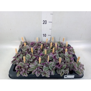 Tradescantia cerinth. 'Sweetness'