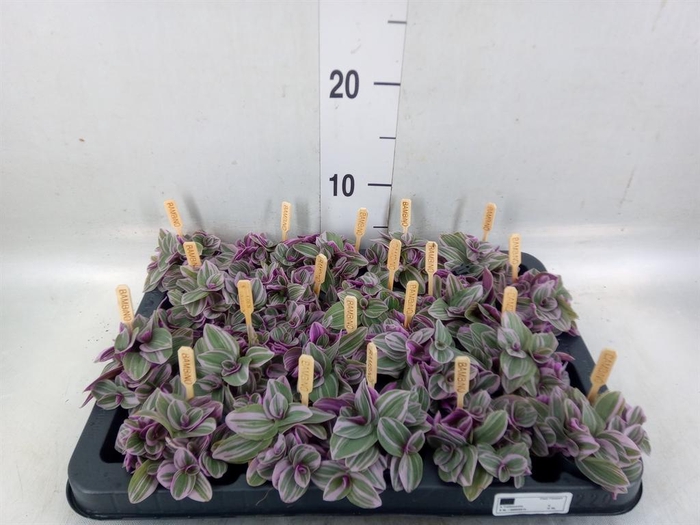 <h4>Tradescantia cerinth. 'Sweetness'</h4>