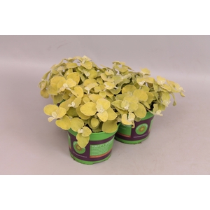Helichrysum petiolare Gold