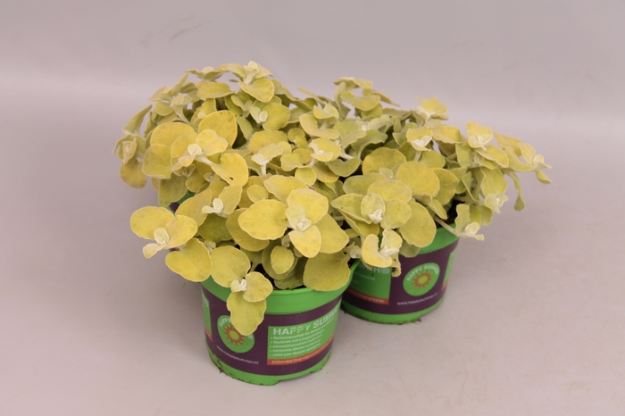 <h4>Helichrysum petiolare Gold</h4>
