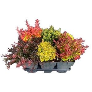 Berberis thunbergii mix P17