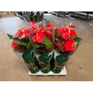 Anthurium Andr. Idaho