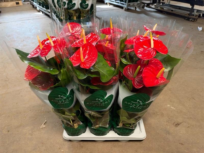 <h4>Anthurium Andr. Idaho</h4>