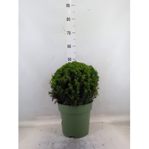 Taxus   ...