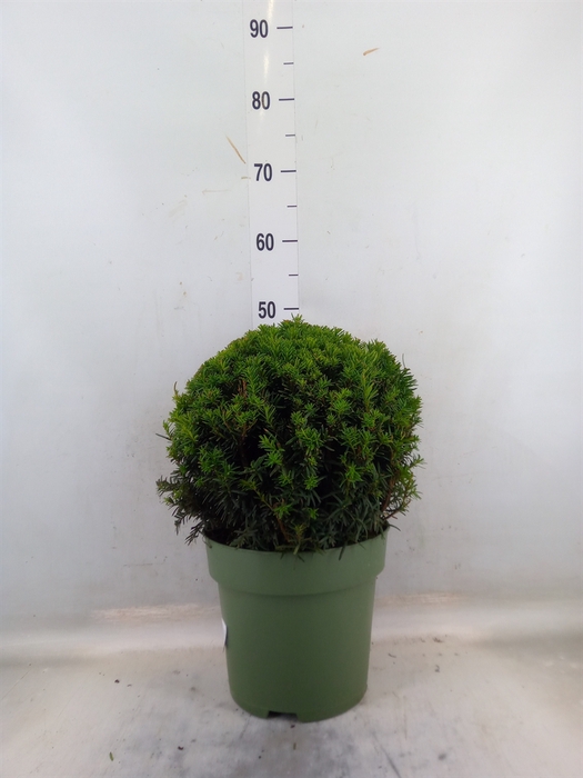 <h4>Taxus   ...</h4>