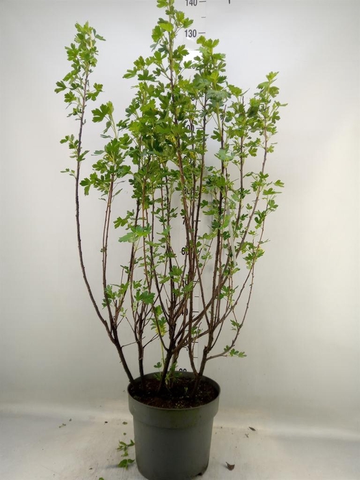 <h4>Ribes nigrum</h4>