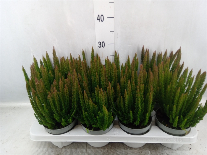 <h4>Calluna vulg. 'Skyline Monaco'</h4>