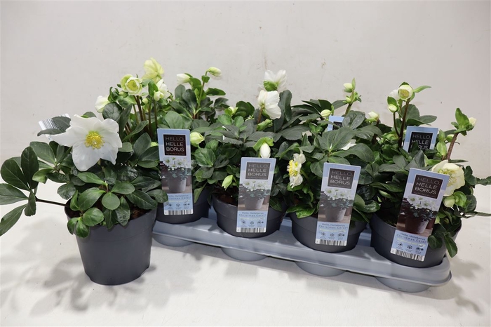 <h4>Hell Ni Chr Carol</h4>