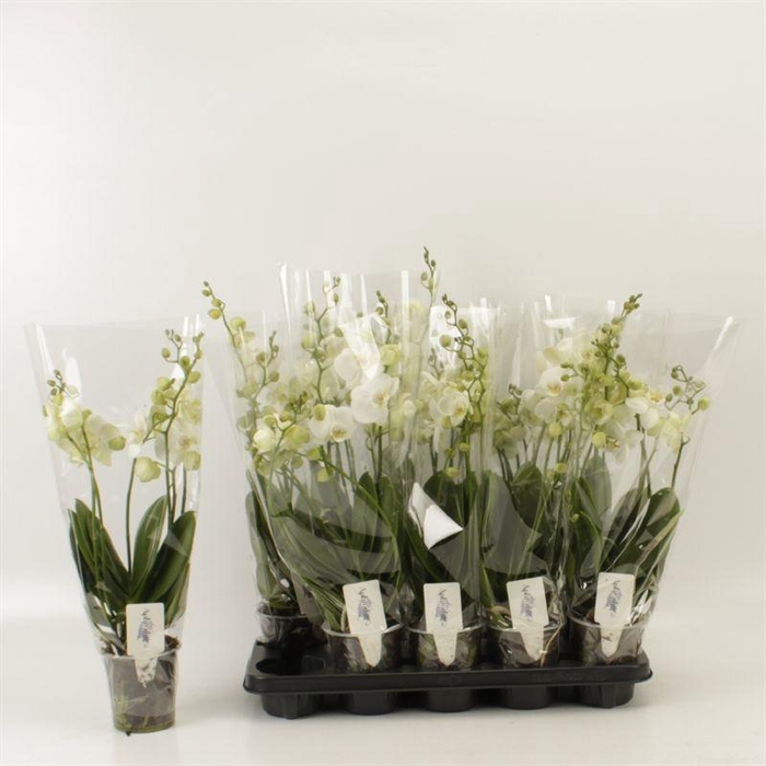 <h4>PHAL AN INVERNESS</h4>