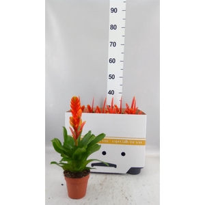 Vriesea  'Sparkle'