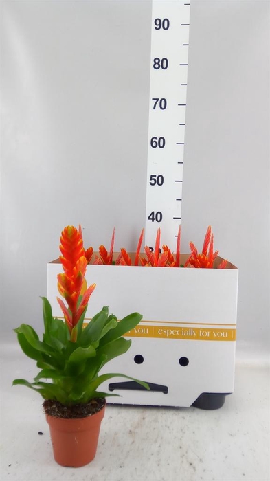<h4>Vriesea 'Sparkle'</h4>