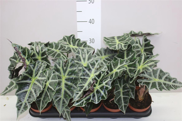 <h4>Alocasia Polly</h4>