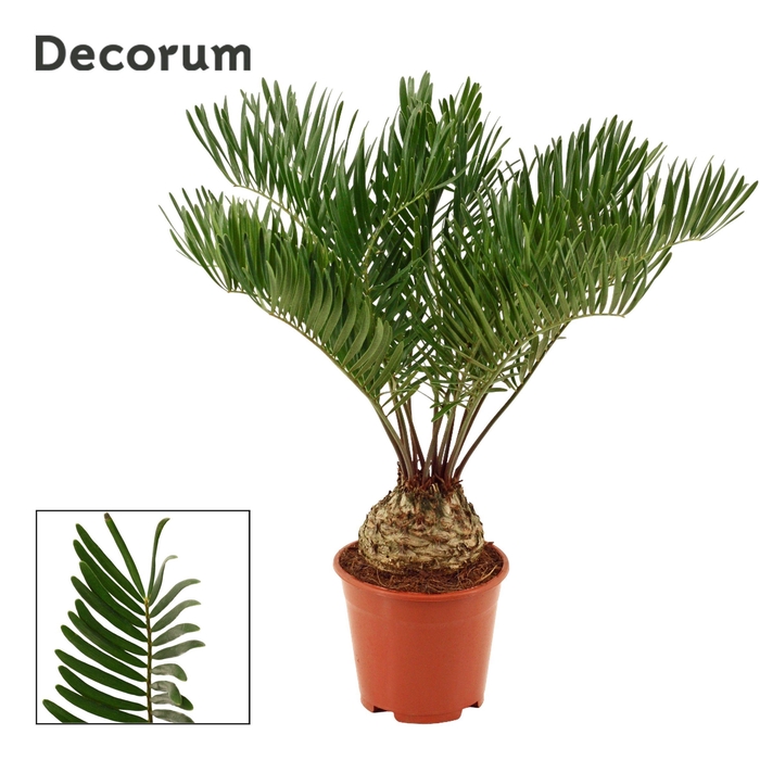 <h4>Zamia Floridiana 14 cm (Decorum)</h4>
