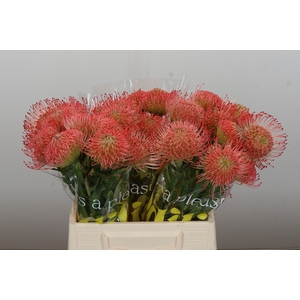 Nutans Ayoba Pink