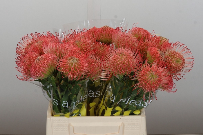 <h4>Nutans Ayoba Pink</h4>
