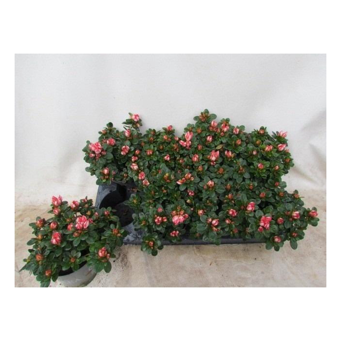 <h4>RHODO SI FLUOSTERN</h4>