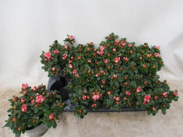 <h4>RHODO SI FLUOSTERN</h4>