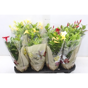 DIPLADENIA PICOLI P14 VARIADO